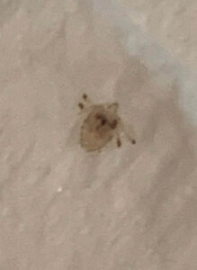 A small, brownish, irregularly shaped stain or mark with a few darker spots appears on a light-colored textured surface, possibly a wall.