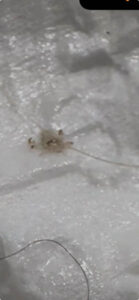 A small, pale insect with long antennae and legs is on a textured white surface. A strand of hair is visible nearby.