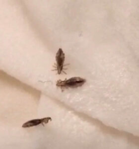 Three small brown insects are crawling on a soft, white, textured fabric surface. The insects appear to be lice.